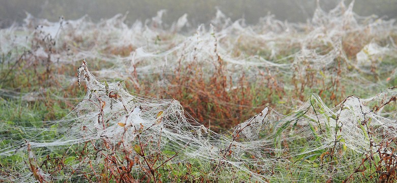 Babie lato – efemeryczne widowisko natury czy sprytny sposób na przetrwanie?