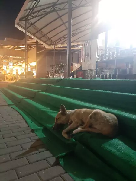 Bezpański psiak odpoczywa na schodach klubu w Batumi