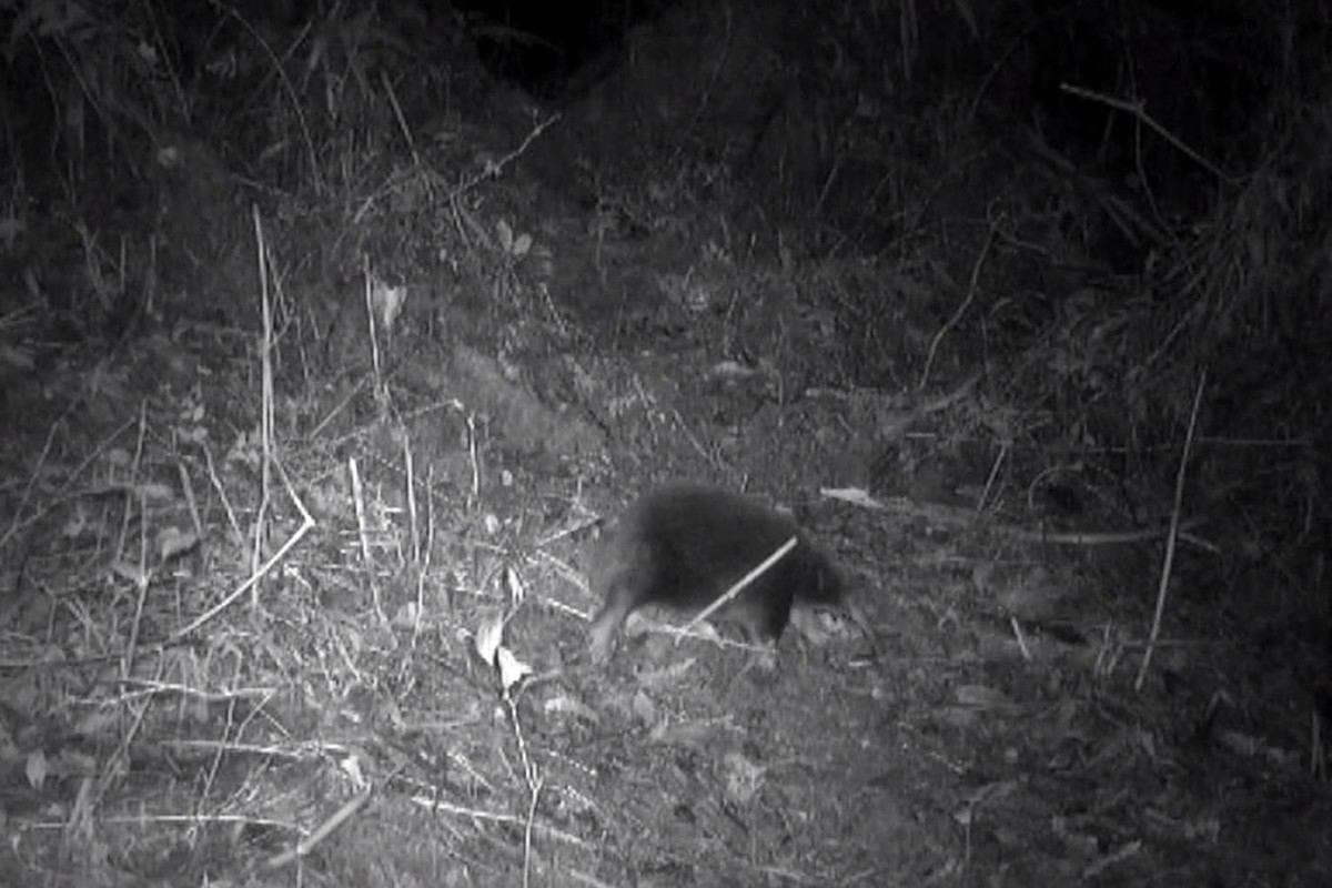 Kolczatka długodzioba z Attenborough