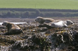 Makabryczne odkrycie w Rosji. 1700 martwych fok na wybrzeżu