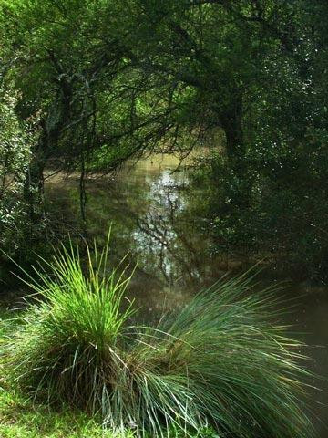 Galeria Argentyna - Delta rzek Parany i Urugwaju, fauna, obrazek 26