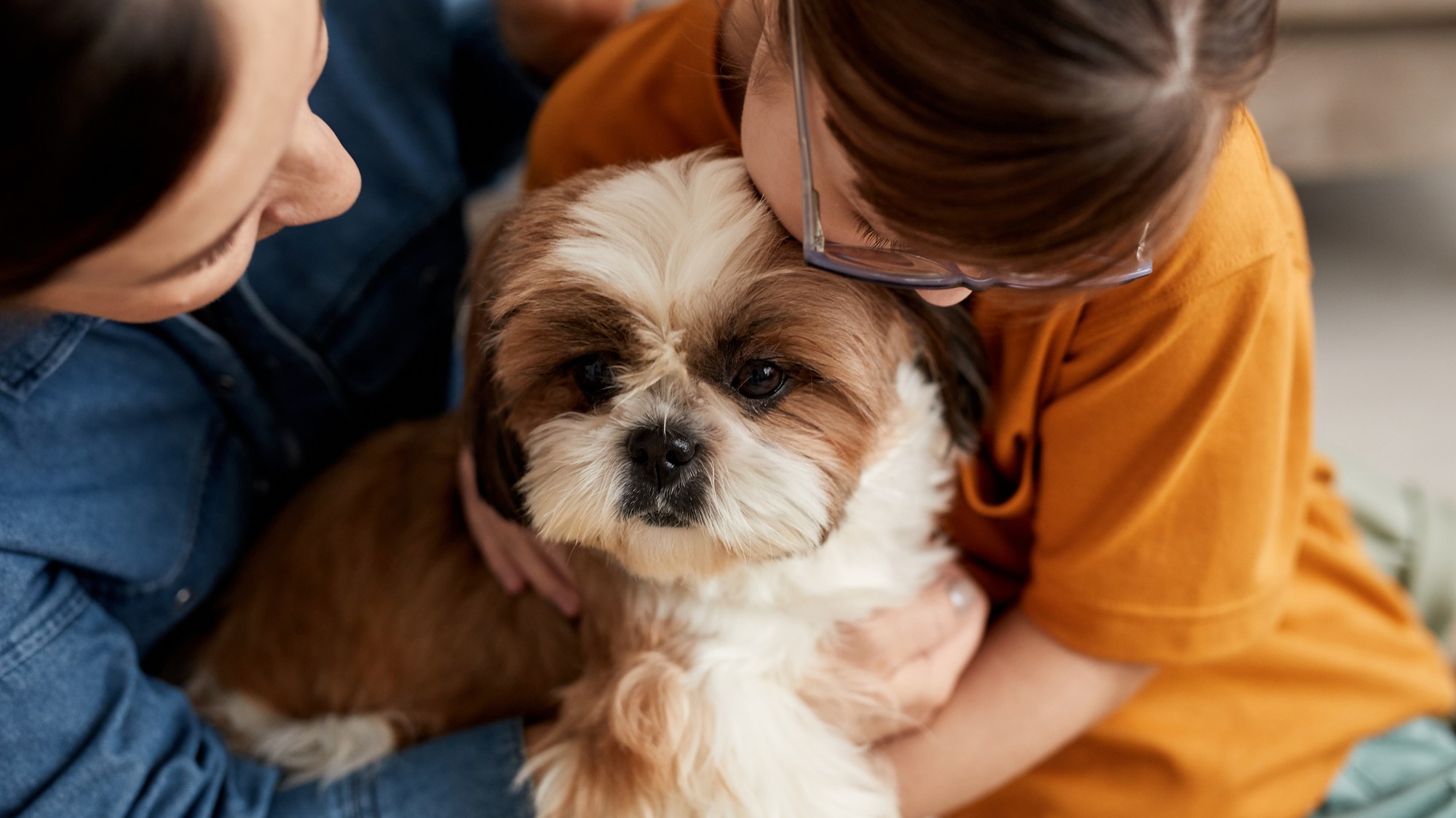 Psy môžu vykazovať štrukturálne a chemické odlišnosti v mozgu podobné tým, ktoré majú ľudia. (ilustračné foto)