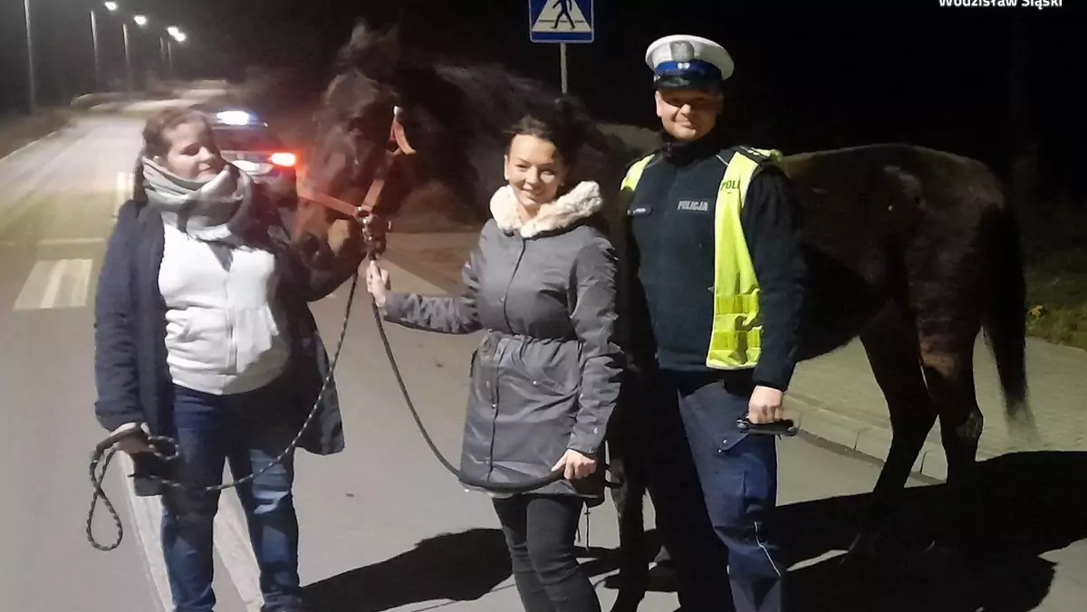 Policjantom udało się złapać konia