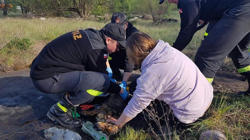 Dramatyczna akcja ratowników. To się stało z czworonogiem