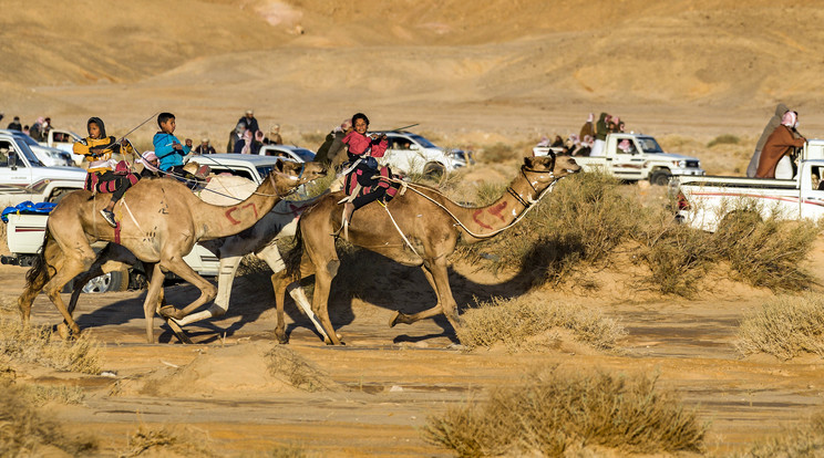 Beduin  teveverseny a Sínai-félsziget déli részén, Egyiptomban./Fotó: Northfoto