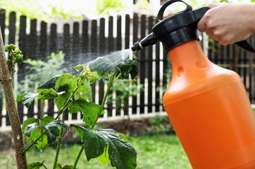 Parazita gombák is okozhatnak allergiát - egyes fajták szinte egész évben árthatnak az embernek