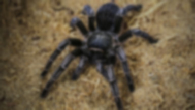 Ta tarantula stanie się zombie