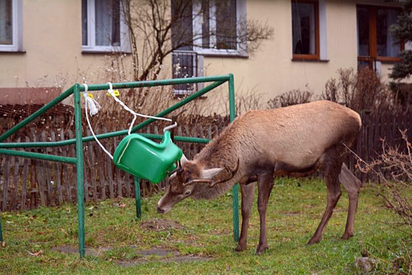 Jeleń zaczepił się o huśtawkę