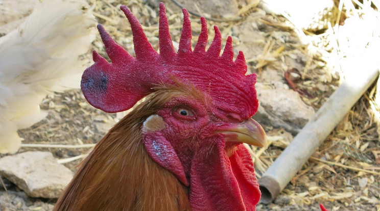 Gyilkos csirke rendezett vérfürdőt a baromfiólban / Illusztráció: Pixabay