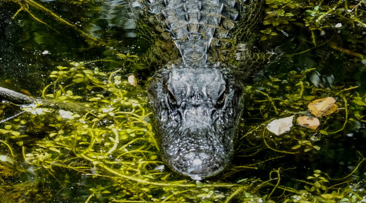 Krokodiltámadás áldozata lett a 47 éves férfi./ Fotó: Pexels