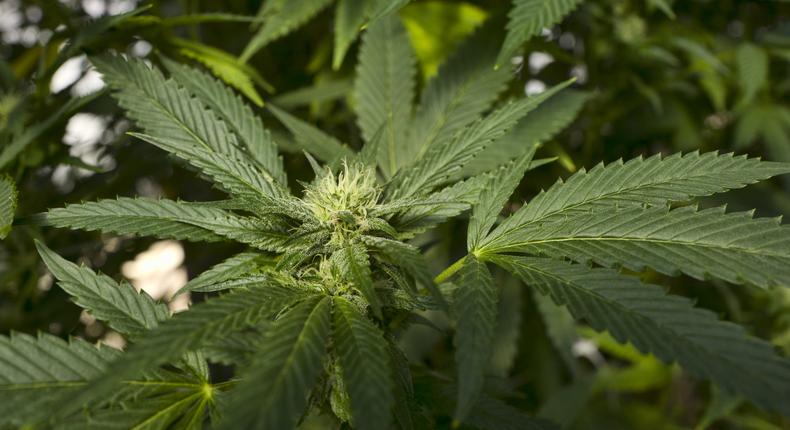 File image of a marijuana bud