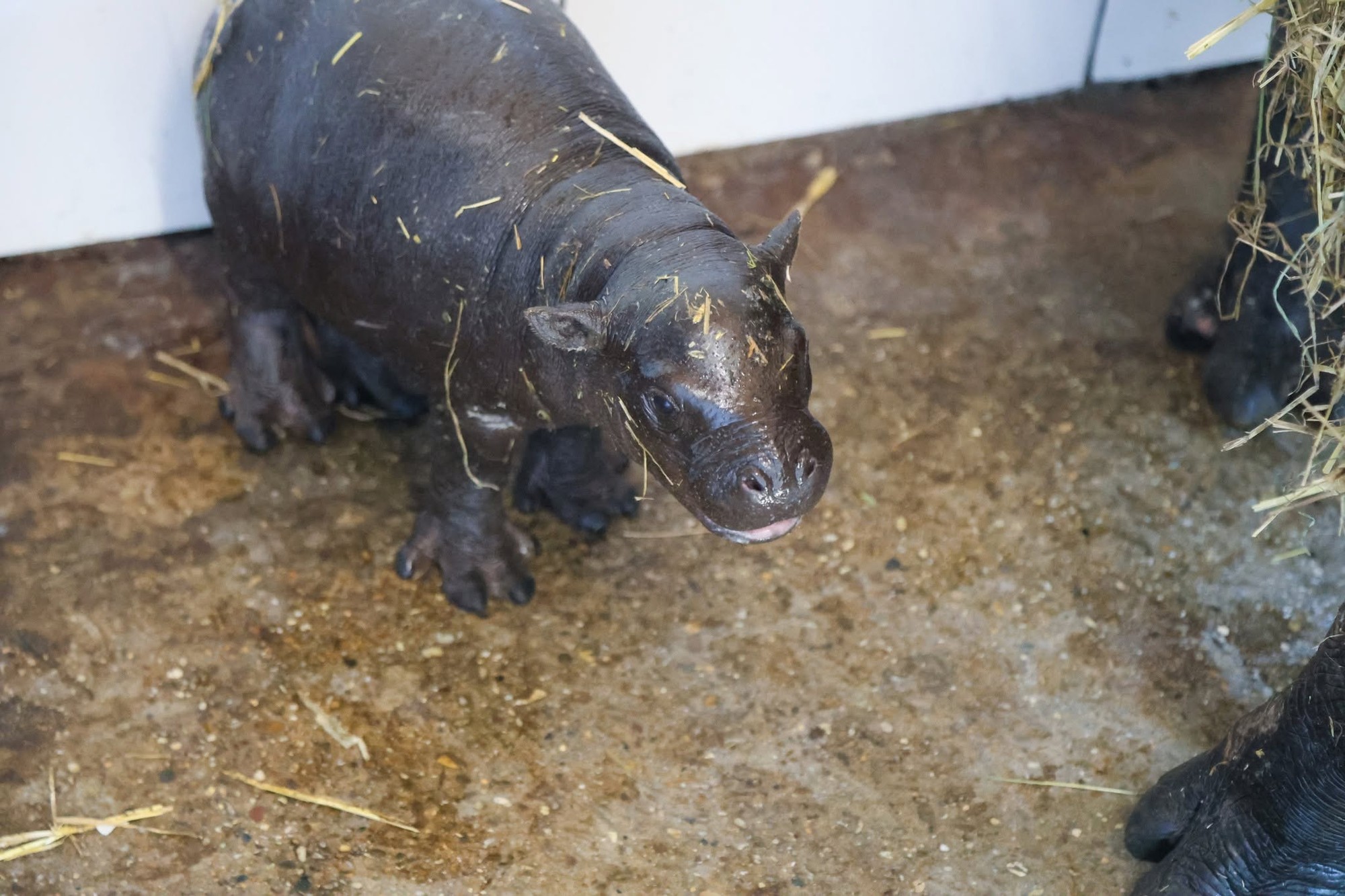 V zoo sa narodil vzácny hrošík libérijský.