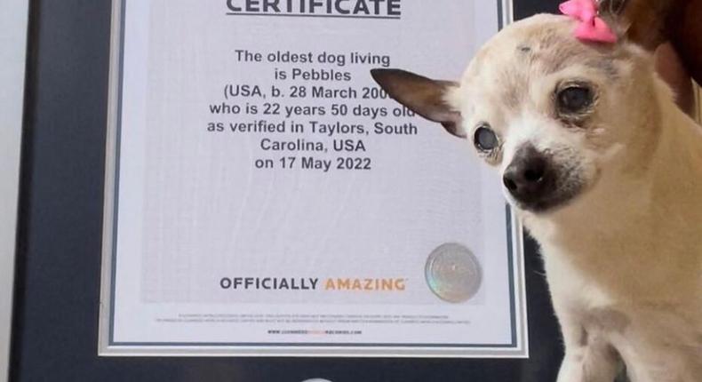 Pebbles recevant son Guinness des records