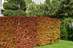 jaki czerwony krzew na żywopłot? buk bije tuje na głowę jak szybko rośnie żywopłot z buka?