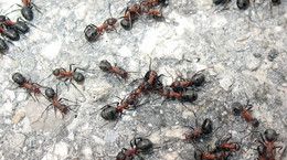 Mrówki stosują antybiotyk do zwalczania szkodników