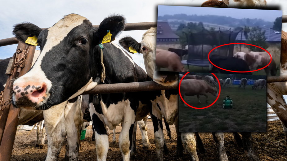 Stado bydła terroryzuje mieszkańców Lanckorony