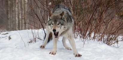 Rzeź w skansenie w Czaplinku. Wilki zagryzły owce