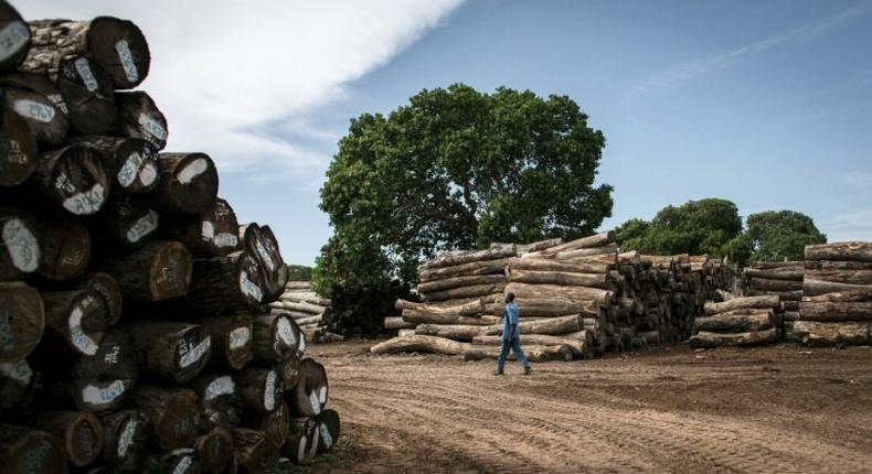 Tropical forests cover more than half of Mozambique's land mass but China's insatiable appetite for rare woods to feed its furniture industry means the country is being stripped of its slow-growing tropical forests