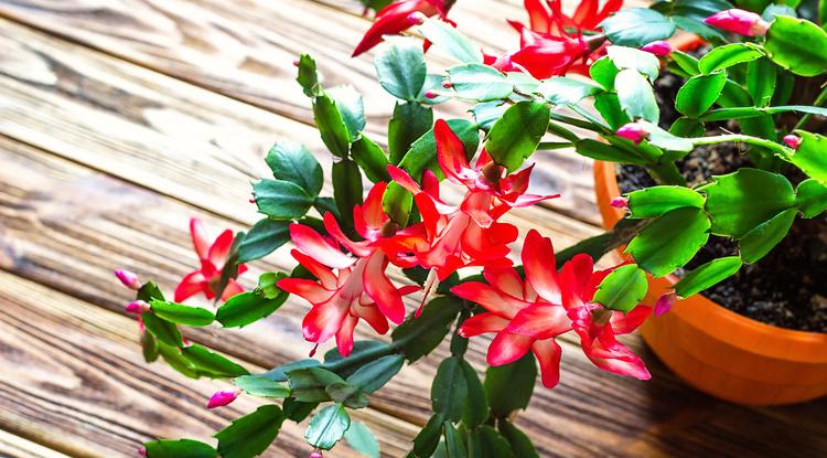 Karácsonyi kaktusz Fotó: Shutterstock