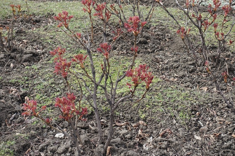Czym piwonia drzewiasta różni się od piwonii chińskiej? Przede wszystkim nie zanika na zimę. Na zdjęciu widać nowe, wiosenne przyrosty wychodzące ze zdrewniałej części rośliny.