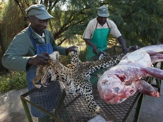 Polowanie w Namibii