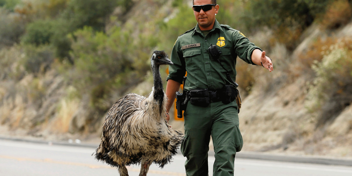 US Customs and Border Patrol officer Constantino Zarate herding an emu off the highway as a wildfire burned north of the US-Mexico border near Potrero, California.