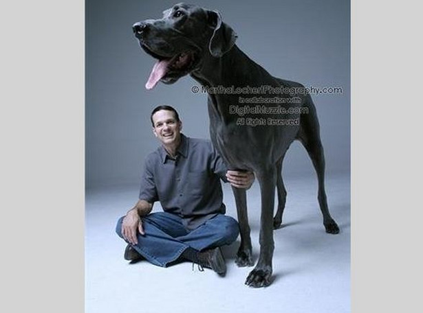 Oto największy pies na świecie! To gigant!