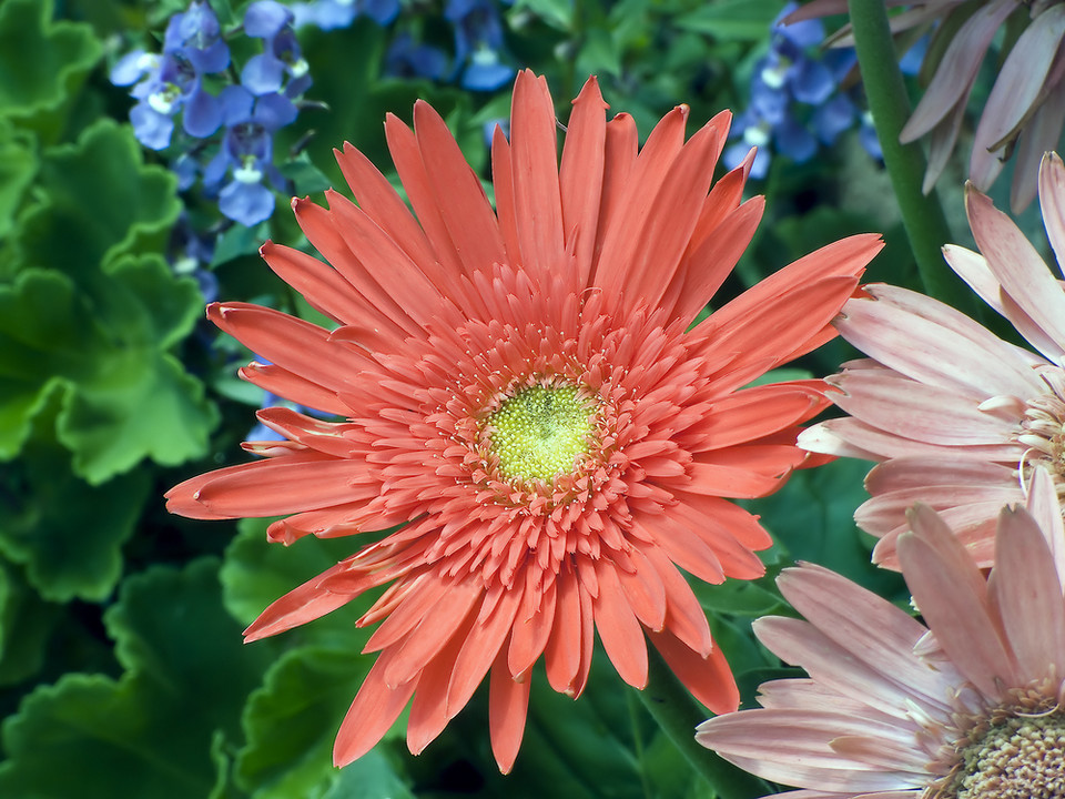 Gerbera Jamesona (Gerbera jamesonii) 