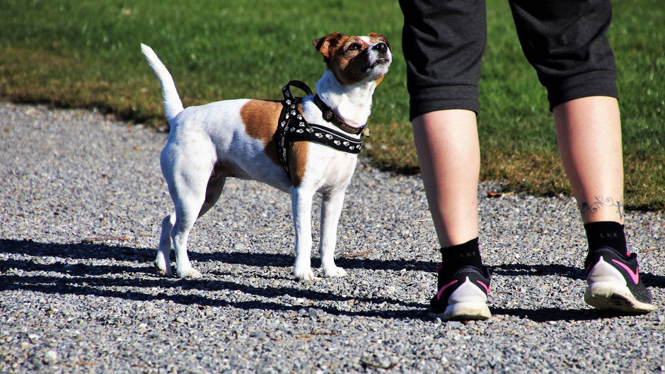 Szelki dla psa muszą być dopasowane do wielkości zwierzęcia - pasja1000/pixabay.com