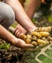 Szomszédasszonyom mutatta ezt a titkot! Így termessz végtelen mennyiségű burgonyát