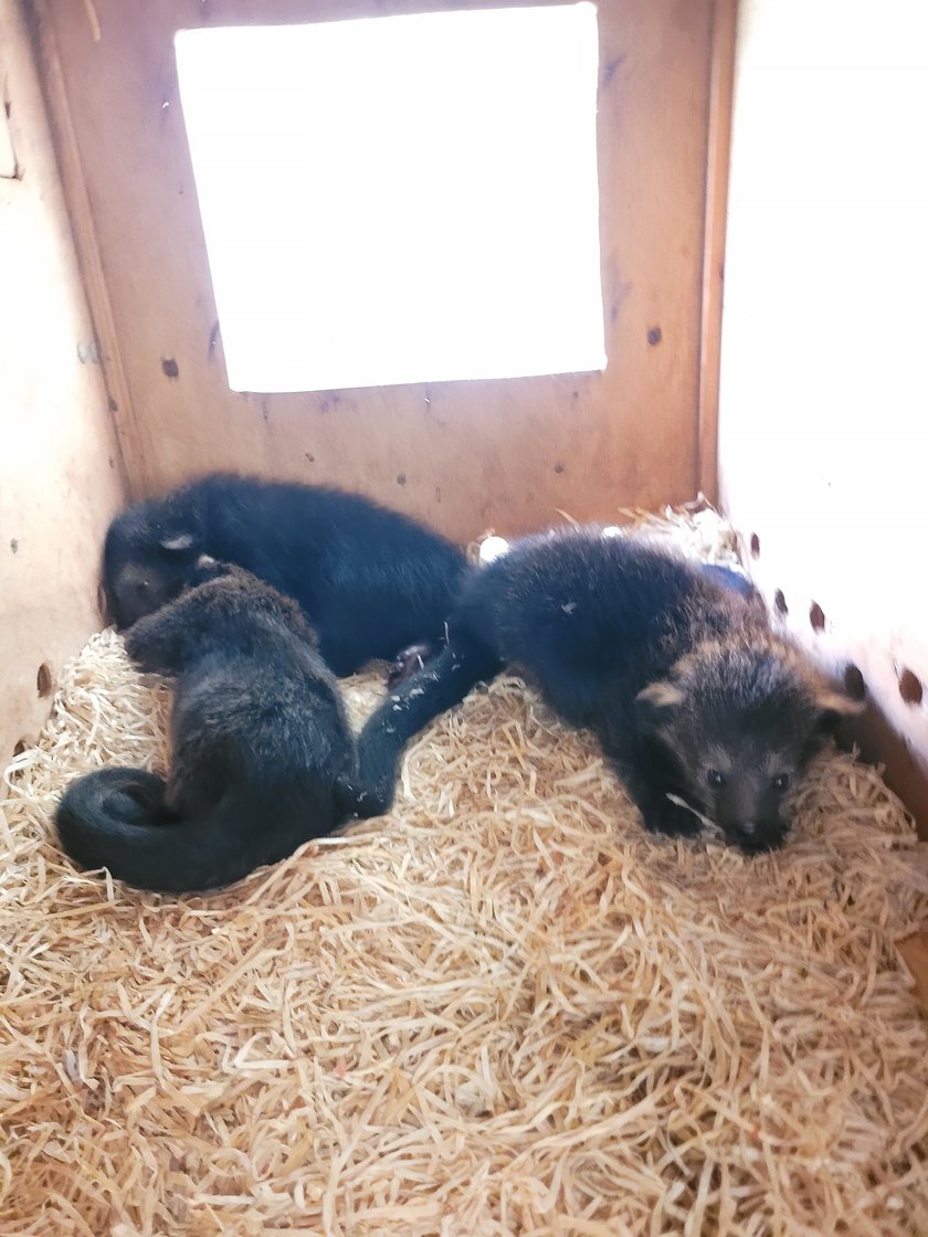 Wielka radość w łódzkim Orientarium! Na świat przyszły trzy śliczne zwierzaki. Zobacz, jak wyglądają