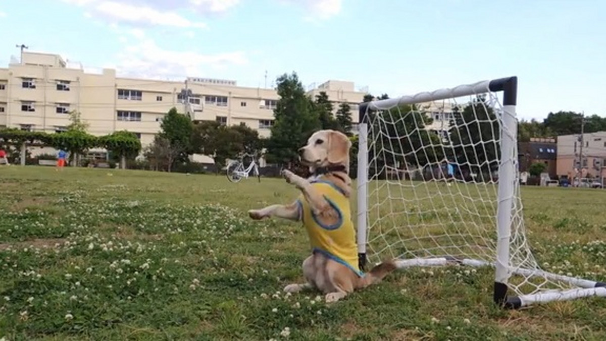 W sieci natknęliśmy się na wideo z Japonii, które pokazuje piłkarskie umiejętności psa. Właściciel czworonoga, który wabi się Purin, uważa, że jego pupil jest gotowy na mundial.