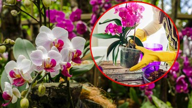 wsyp garść do doniczki, a twój storczyk będzie wypuszczał kwiat za kwiatem storczyki będą kwitły jak szalone