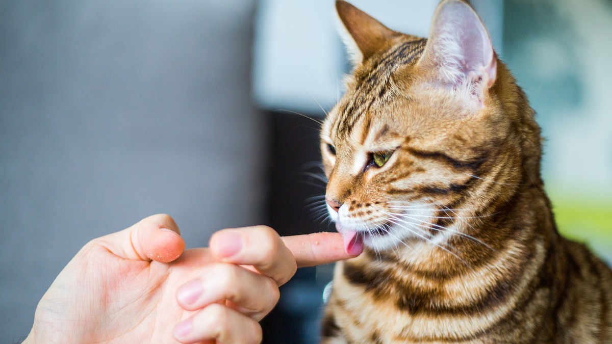 Zašto mačka liže svog vlasnika? Ovo su 3 najčešća razloga
