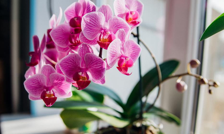 Lepkeorchidea: Ilyen szépen beindulhat.  Fotó: Shutterstock