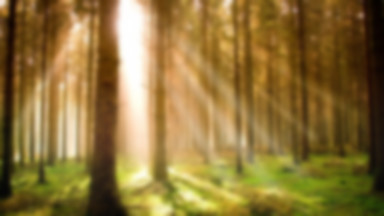 Sejm: opozycja chce odrzucenia ustawy o lasach
