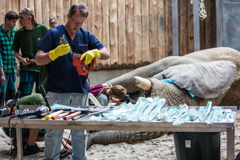Poznań: operacja słonia Ninio w zoo. Usunięto mu cios