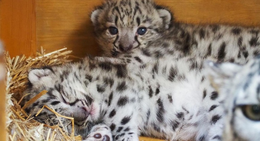 W miejskim ogrodzie zoologicznym urodziły się trzy irbisy śnieżne.