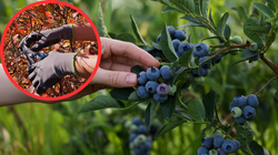 Borówka amerykańska jesienią. Zrób to, a w przyszłym roku obsypie się owocami