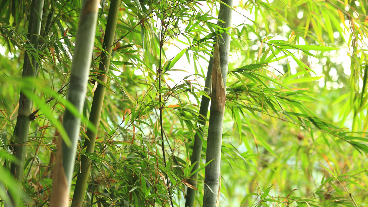 Jedna z chińskich mało znanych specjalności to osobliwy alkohol. Można by uznać, że producent nie dysponuje beczkami i postarza go w łodygach bambusa. Ale leżakowanie w łodygach żywej rośliny pozwala oczyścić i wzbogacić trunek o właściwości lecznicze.