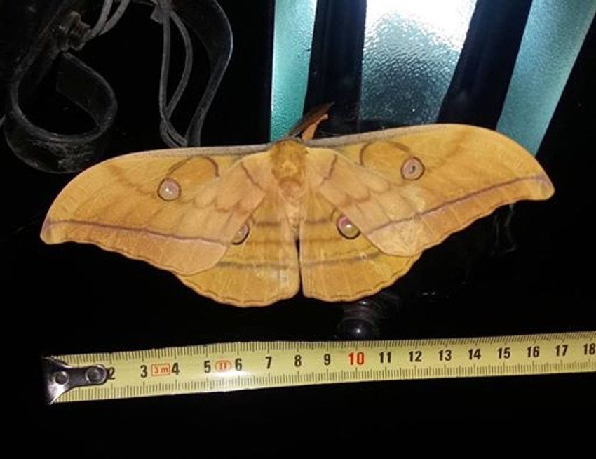 Japanski leptir "Hrastov prelac" se retko viđa i u svojoj postojbini