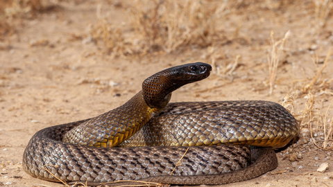 To jeden z najbardziej niebezpiecznych węży na świecie. Spotkanie z nim grozi śmiercią