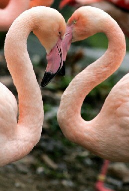 BRITAIN-ANIMALS-FLAMINGOES-VALENTINES