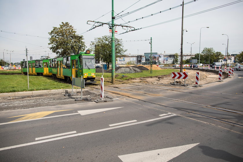 Usuną sto drzew, bo przesadzanie jest za drogie