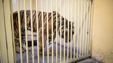 Tygrysy z nielegalnego transportu dochodzą do siebie. Nowe informacje z ogrodów zoologicznych