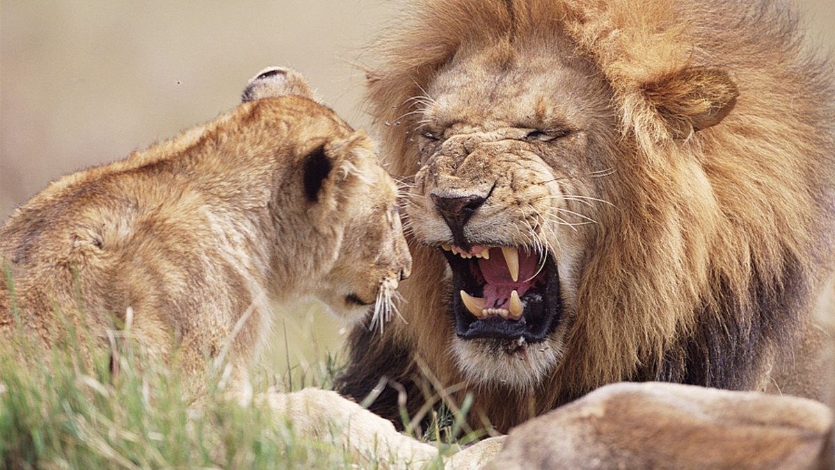 Amerykańscy myśliwi na serio zagrażają afrykańskim lwom. Koalicja organizacji ekologicznych ostrzega, że popyt na lwie trofea głównie w USA może doprowadzić do zagłady gatunku.