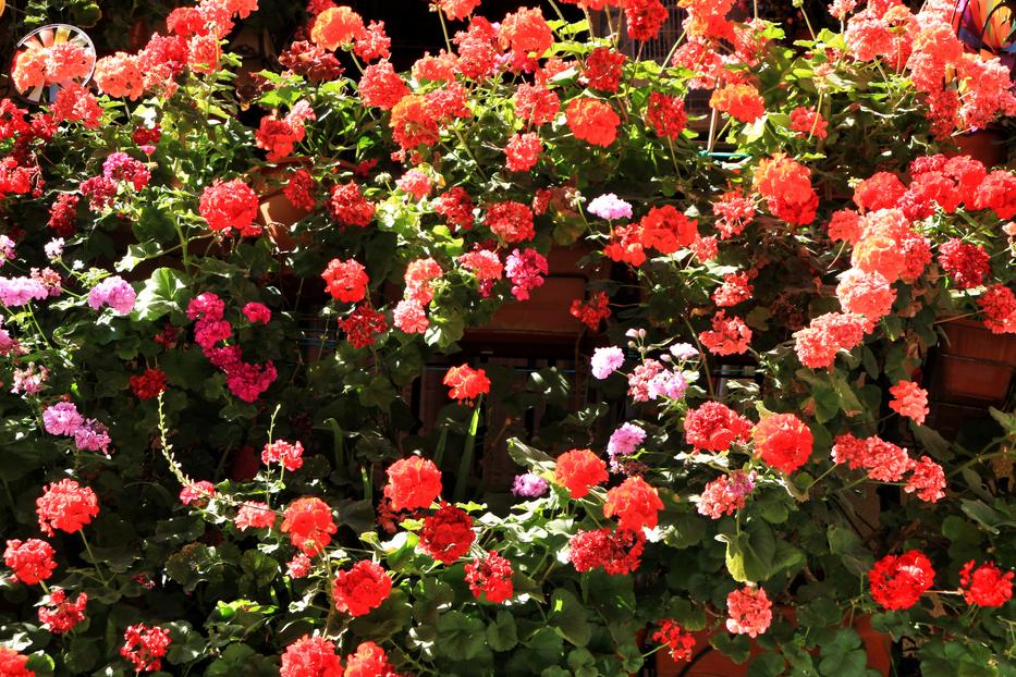 Ha ezt teszed, rengeteg virágot hoz a muskátlid Fotó: Northfoto