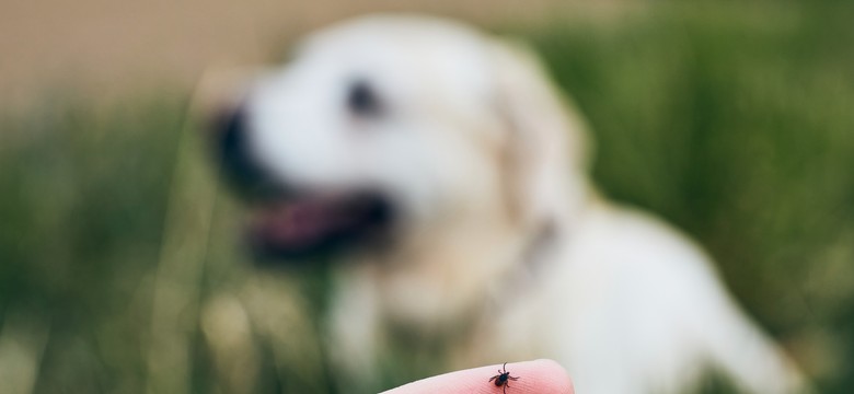 Sezon już się zaczął. Jak ochronić psa i kota przed kleszczami?