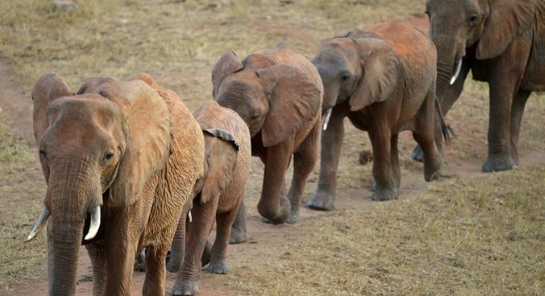 Uganda has announced a probe into possible collusion between wildlife officials and Chinese diplomats in the trafficking of ivory