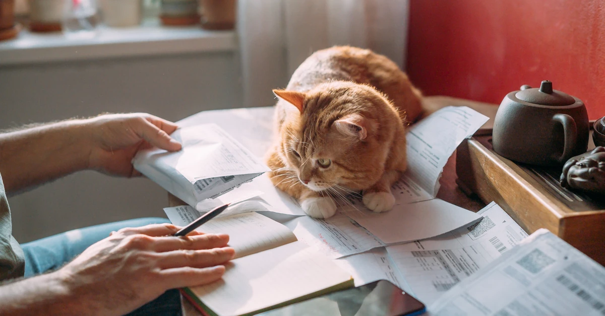 Ile wynosi podatek od kota 2025. Jak zapłacić podatek od kota? Kto jest zwolniony z opłacania podatku od kota? Ile wynosi kara za nieopłacenie podatku od kota?